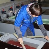 На камчатских рыбоводных заводах проводят инвентаризацию заложенной на инкубацию икры