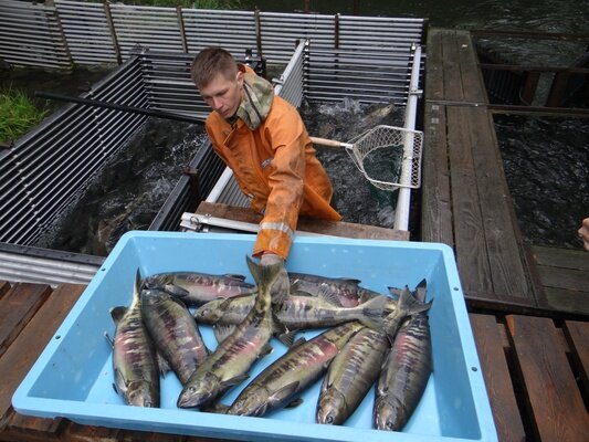 На рыбоводных заводах Камчатского края начался отлов производителей