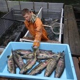 На рыбоводных заводах Камчатского края начался отлов производителей